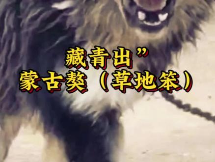 #蒙古獒,与藏獒有着不同之处?就是持久战斗力强。
