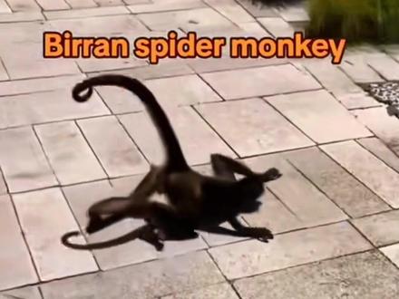 拥有美式前刺的黑蜘蛛猴