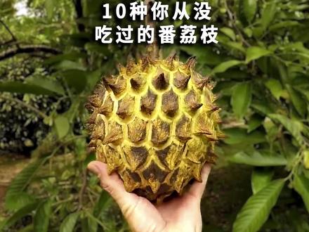 这些水果太奇怪了!10种你从没吃过的番荔枝 #水果 #番荔枝 #水果知识 #科普 #水果盘点