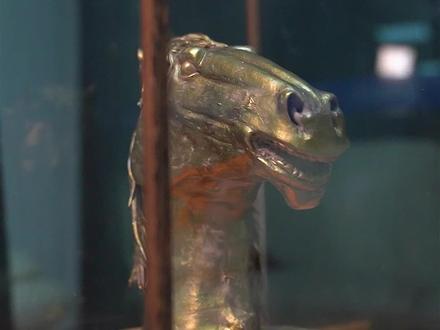 阔别160年,#马首回归圆明园 !#手艺人 欢迎马首回家!@DOU+小助手