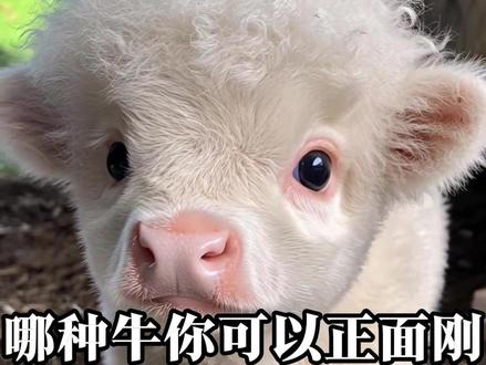 有哪些牛是你可以面刚的#牛 #水牛 #羚牛