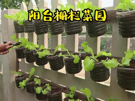 利用普通的饮料瓶,老公在家打造出自己的栅栏菜园,#种菜小技巧 #新农人计划2022 #家庭种菜