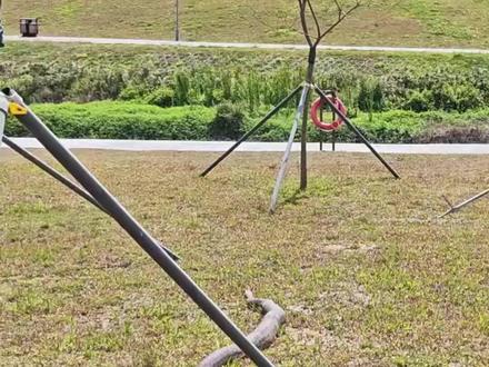 2米蟒蛇出没,消防员到场处置。#蟒蛇 #消防员