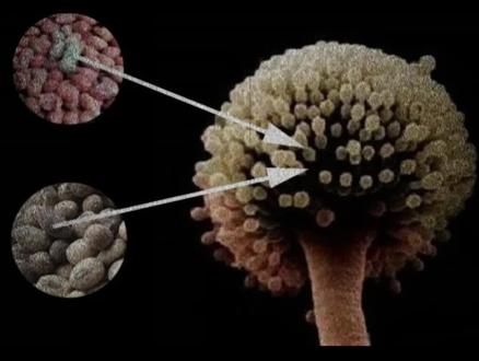 黄曲霉毒素,一级致癌物,竟然家家都有!#食品安全 #知识分享 #安全 #黄曲霉毒素