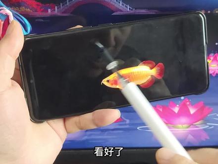 《虾米日记》金龙鱼电视屏保下载和设置教程,电视养鱼教程,金龙鱼屏保下载教程,金龙鱼动态壁纸下载,金龙鱼4k超清全面屏。海信电视机屏保龙鱼设置教程,金龙鱼动态壁纸下载免费,TCL金龙鱼电视屏保设置教程,小米电视金龙鱼屏保设置教程,金龙鱼屏保高清4k下载教程,#电视养鱼教程 #电子养鱼 #电视屏保 #金龙鱼屏保 #电视屏保设置教程 电视养鱼,电子养鱼。金龙鱼电视屏保教程,