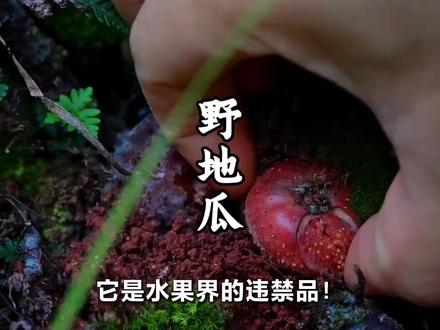 隐藏在大山里的美味——野地瓜#野味 #野地瓜 #小时候的美味