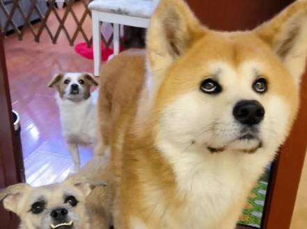 @狗先生狗狗最爱吃香肠 #上热门 #狗 #狗狗的心思都写在脸上了 #dou上热门 #串门