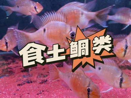 #观赏鱼 #鱼儿自由自在的水中游 #水族 南美观赏鱼——食土鲷类鱼