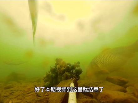 葡萄打窝,水库实测!快来看看是不是你期待的效果。#抖音小助手dou上热门 #好物推荐 #户外钓鱼 #钓鱼 #水下拍摄 #野钓 #抖音 #抖音热门 #钓鱼人 #饵料