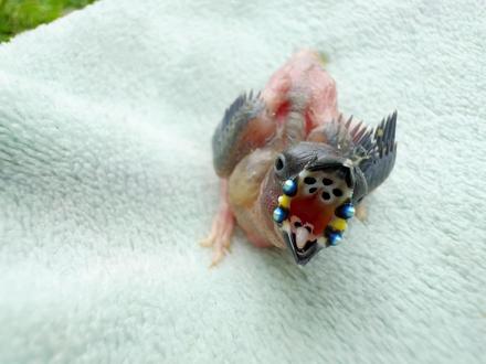 孵了只鸟,吃饱了撑得像个葫芦娃 #神奇的动物在抖音 #手养鸟 #神奇动物 #见者好运 #大自然在我手中