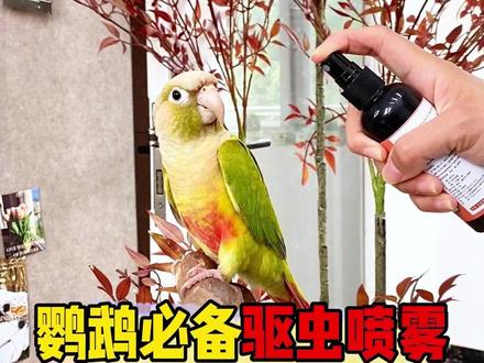 这个小东西养鸟人一定要备上,每天喷一喷,帮助小鸟驱虫消毒 #鹦鹉驱虫喷雾