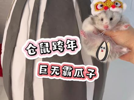 我的小仓鼠竟然吃巨无霸瓜子啦!?今年你和谁一起跨年呢?#免单 #抖音好物年货节 #蔡可爱爱仓鼠 #仓鼠 #金丝熊