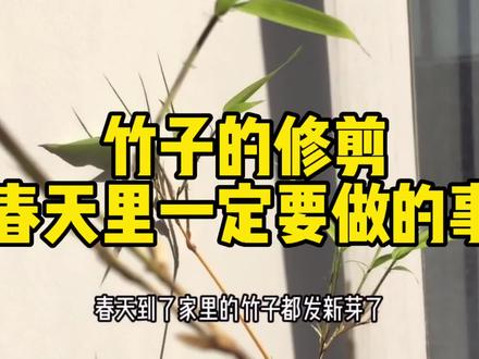 春天来临的时候,竹子一定要修剪一下,之前的老叶片长得不好的,造型不好看的问题可以一次性解决。竹子修剪,春天里一定要做的事情!#竹子 #竹子修剪#修剪 #疫情下的生活 #家庭园艺 #植物 #养花 #竹 #竹子怎么养 #向往的生活 #盆栽 #原创 #居不可无竹