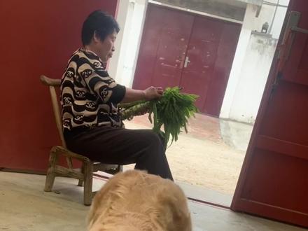 姨姨们谁能帮狗狗我证明一下清白😭#狗狗 #金毛