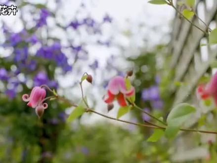 真假铁线莲区别