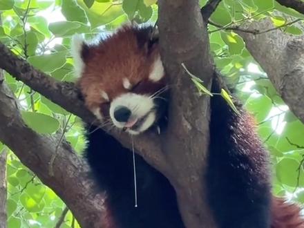 这家伙不是干脆面,是国家二级小废物。 #这也能开播 #小熊猫 #动物科普 #神奇动物在抖音#萌宠大作战