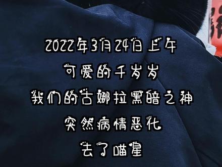 千岁岁走了…希望他在喵星一切都好!#黑猫 #千岁岁 #隐身猫 #声控猫 #治愈猫咪