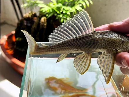 #养鱼日记 #观赏鱼 #热门 鱼缸养鱼条数,清道夫算不算数?视频创作不易,喜欢的朋友留下脚印👣