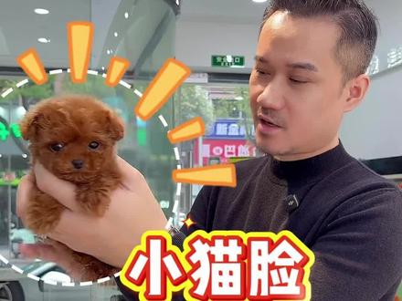 这是一个小不点妹妹,大眼睛颜色漂亮 #宠物 #狗狗#泰迪 #跳跳山庄