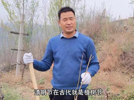 #三农 清明节前后能不能植树?为什么要在这个季节植树?听我慢慢给你讲!关注#黄河神仙湾 ,了解更多三农知识,#抖音助农 我们一直在路上!