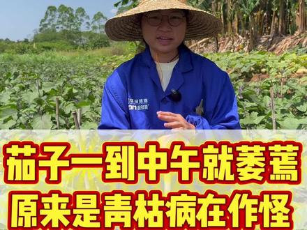 茄子一到中午就萎蔫,原来是青枯病在做害!#农业种植 #农业#三农#农资 #茄子种植