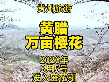 2026年3月6日,贵州黄腊樱花已经进入盛花期,接下来一个星期都是最佳观赏期,错过了又要再等一年。 #贵州旅游 #黄腊樱花