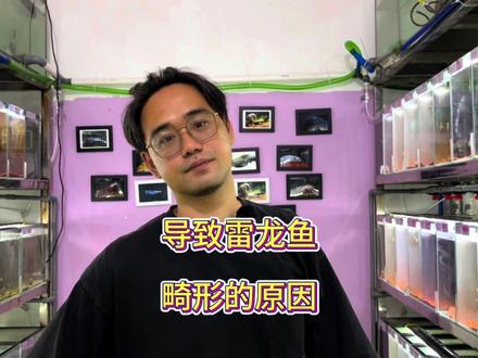 有什么原因会导致雷龙鱼的畸型? #健康水族 #雷龙鱼 #雷龙鱼怎么养