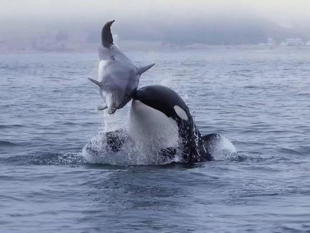 虎鲸对海豚的冷酷追杀:哪怕是亲戚也毫不留情 #虎鲸 #动物科普 #海洋生物