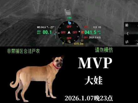 2026年1月7号晚23点
西北刀客第一次上山,下货第一头佩奇!大娃率先拿到骚,大娃一马当先跟上佩奇!
#西北刀客#大娃 #西北刀客