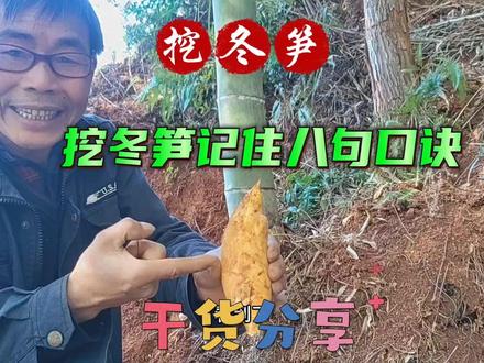 挖冬笋,永远记得八句口诀要记住#挖冬笋乐趣 #挖冬笋技巧 #兴趣爱好 #干货分享 #生活分享