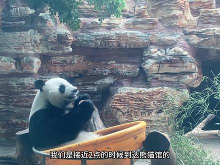 石家庄动物园遛娃省时省力一日游攻略#石家庄动物园 #石家庄游玩推荐 #动物园游玩vlog #亲子游玩好去处 #旅行攻略扶持计划