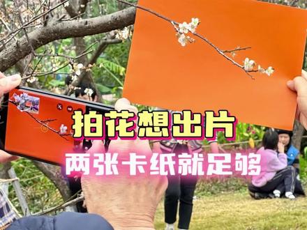 给花出片吗?两张卡纸就够了#花#摄影#红墙#出片