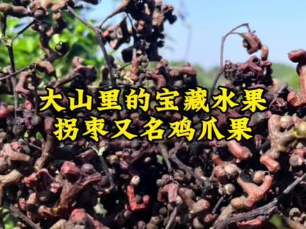 大山里有一种野生水果,外形长得像鸡爪,霜降过后就会从树上掉落,小时候是孩子的童年零食,特别的甜,在湖南南部习惯把它称之为拐枣,在你的家乡把它叫什么呢?#乡村守护人 #家乡野果 #请用家乡话说出它的名字 #拐枣 #梧州话