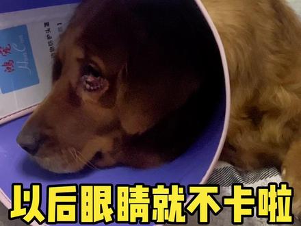 太可怜了🥺今天担心了一天,#倒睫毛手术 #金毛
