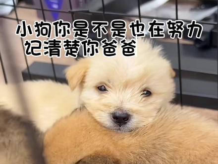 连自己都照顾不好的人在用心尽全力照顾被丢弃的6只小狗,只是想跟粉丝分享自己的日常却要说别骂我 恩你不用小心翼翼地,爱你的人永远会选择你不管这次还是下次还是下下次#世界破烂小狗可可爱爱 #王翊恩 #en #en王翊恩 @en王翊恩 @en