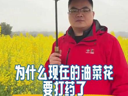 为什么现在的油菜花要打药了? #三农流量扶持计划 #油菜 #菌核病 #花期 #小蜜蜂