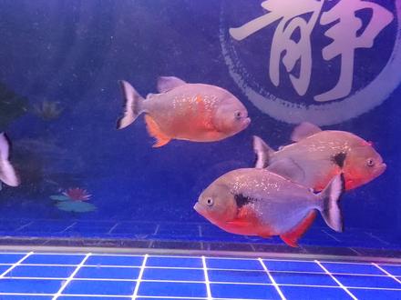 底滤鱼缸的溢流管有噪音,到底是怎么回事,可以消除吗?