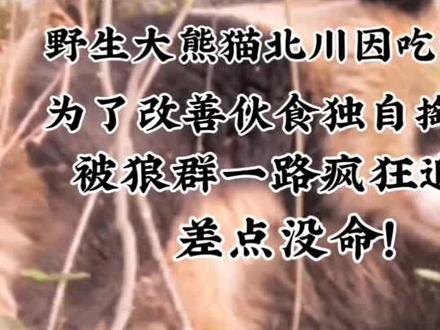 谭爷爷带过的野生大熊猫北川掏狼窝,被一群狼一路追杀,差点没命!#大熊猫 #国宝 #国宝熊猫 #来这吸熊猫 #国宝不愧是国宝 @DOU+小助手 @抖音小助手 @DOU+上热门