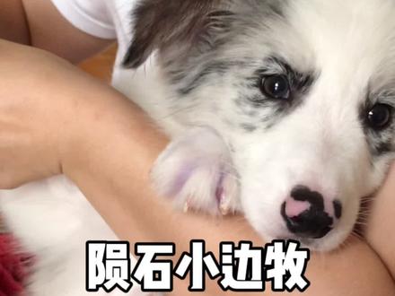 #萌宠 边牧能有多聪明?