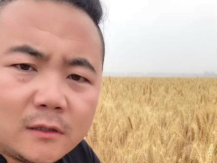 大城市的00后 05后们你来,我告诉你这个叫小麦!记住了!#我是自然课代表 #粮食人