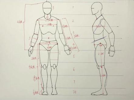 速写人体比例数据#人物速写(步骤图)