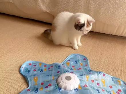 五角星猫咪玩具
猫咪电动猎罩,养猫必备解压逗猫神器
#猫咪玩具 #宠物玩具 #猫咪用品 #猫咪好物种草 #好物推荐🔥