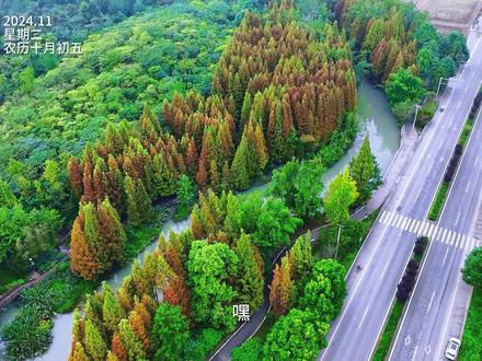 #早安崇州 #水杉 深秋崇州 邂逅“杉”水浪漫
