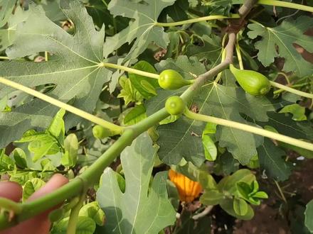 斯特拉无花果,单果能到250克,口感细腻特甜,多雨不裂果
