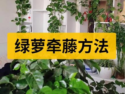 绿萝牵藤方法#花卉绿植#绿萝