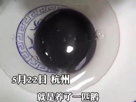 黑色蛋黄的鹅蛋,你见过吗?@DOU+小助手 #寻迹百年青岛红