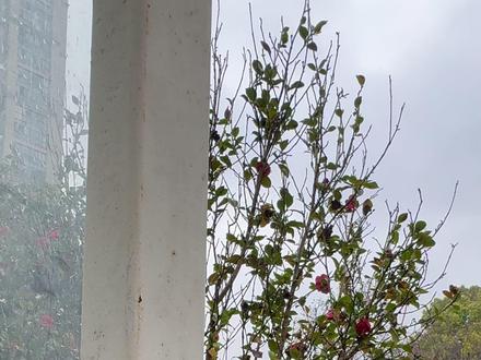 太阳能露营长条灯,156颗爆亮灯珠,六档灯光模式可以调节,防雨防水,太阳能充电线两种充电方式,能当充电宝#灯火小院