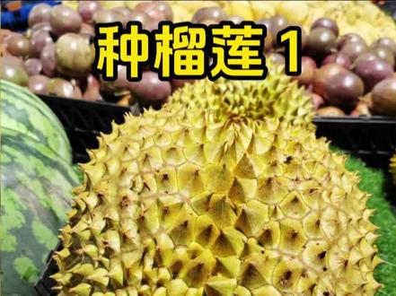 用榴莲里的核也能种出榴莲,希望能过冬!#榴莲 #种榴莲#种子发芽#抖音商城