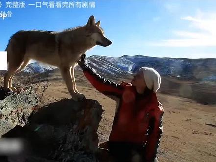 看完狼王格林纪录片,破防了,野性背后全是温柔与坚守,后劲太大了