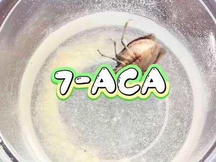 天气渐暖,屋里也热闹起来了,不知道这些飞行物怎么进来的,那就让它有价值些吧#有趣的科学实验 #头孢 #酒 #流量扶持 #昆虫 @DOU+小助手 @抖音小助手